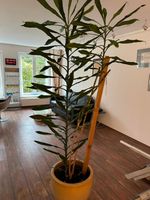 Riesen Palme Drachenbaum Dracaena ca. 220 cm 2 stämmig 50cm Topf Niedersachsen - Seevetal Vorschau