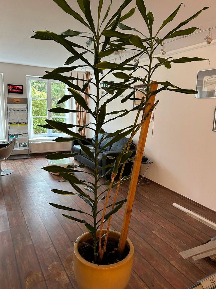 Riesen Palme Drachenbaum Dracaena ca. 220 cm 2 stämmig 50cm Topf in Seevetal