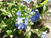 Vergissmeinnicht Garten Blumen einjährig Brandenburg - Schöneiche bei Berlin Vorschau