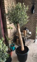 Olivenbaum ca 20-25 Jahre, 170 cm, Baumschulware! Nordrhein-Westfalen - Hiddenhausen Vorschau