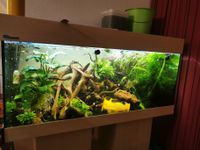 Aquarium,Sera LED,Holz+Sand Kreis Ostholstein - Malente Vorschau