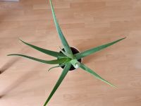 Aloe Vera, echte, Höhe ca. 65 cm Thüringen - Triptis Vorschau