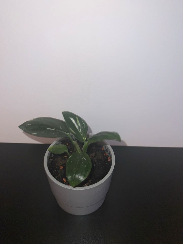 Monstera Standleyana Ableger/Steckling in Hilden