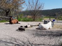 Sommerweide u. Offenstall im schönen Odenwald ab sofort Hessen - Michelstadt Vorschau