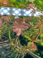 Bacopa Caroliniana Colorata Aquarium Pflanze Wasserpflanzen Niedersachsen - Oldenburg Vorschau
