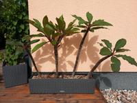 Plumeria, Tempelbaum, Frangipani Sachsen-Anhalt - Salzatal Vorschau
