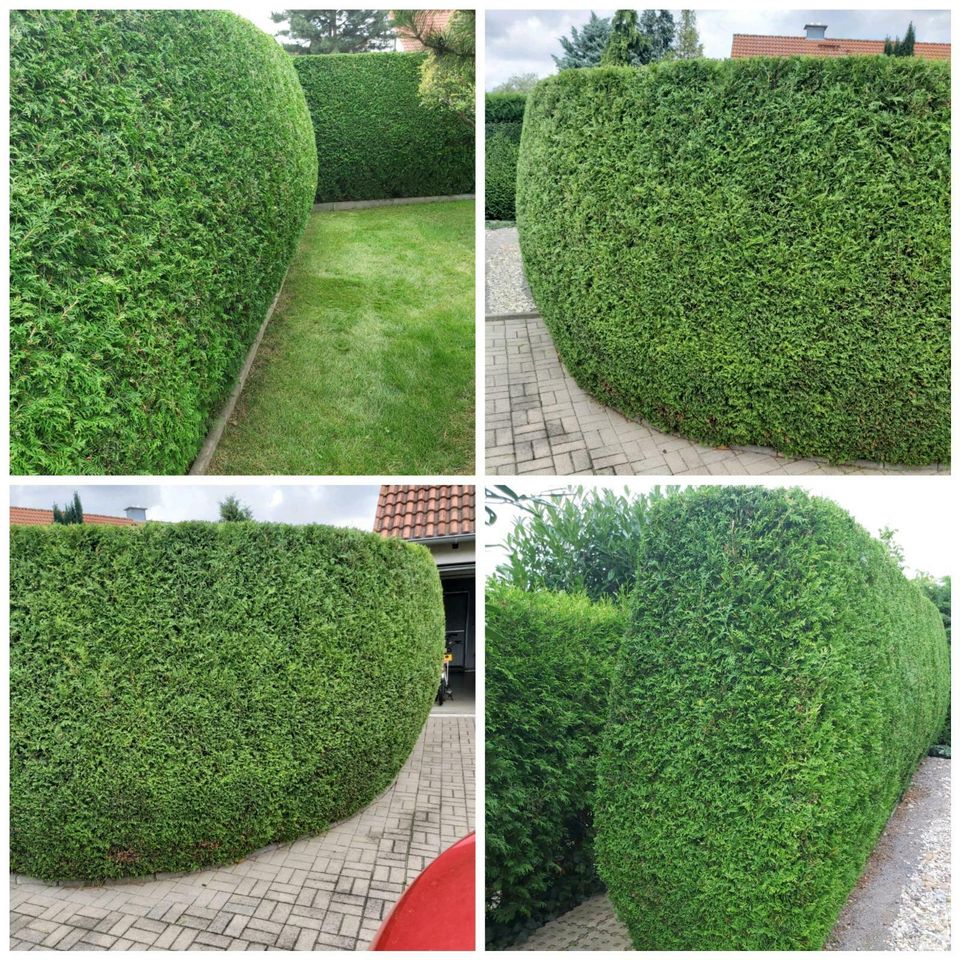 Hecke schneiden Strauch Baum Rasenpflege Laub Unkraut in Schkeuditz