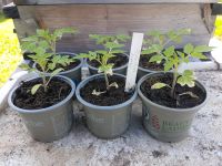 Balkontomate Minitomate Minibel Tomatenpflanzen Bayern - Oberleichtersbach Vorschau