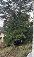 Bäume zum fällen als Brennholz geeignet zu verschenken Nordrhein-Westfalen - Siegen Vorschau
