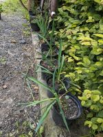 Yucca Palme Ableger Pflanze Ableger Garten Niedersachsen - Neukamperfehn Vorschau