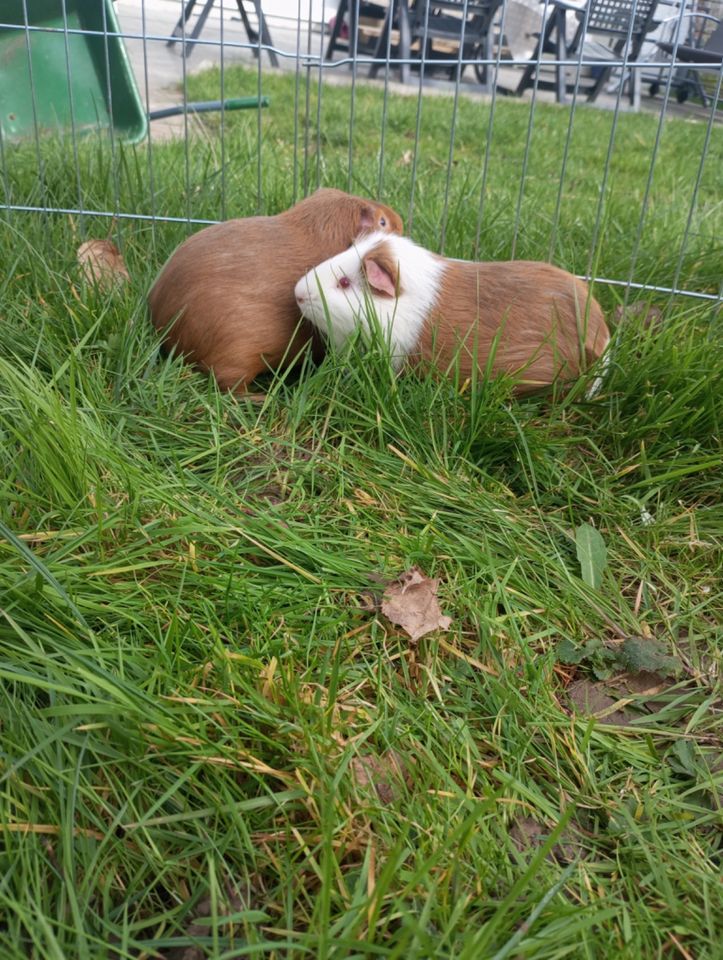 Meerschweinchen Jungs suchen neue Gurkenschnippler in Erbach