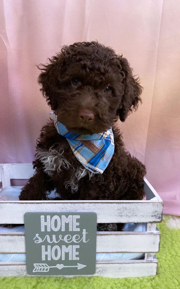 Lagotto Romagnolo/italienischer Wasserhund/Trüffelsuchhund in Bad Frankenhausen/Kyffhäuser