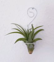 Luftpflanze Airplant Tillandsia mit Wandhalter Schleswig-Holstein - Schuby Vorschau