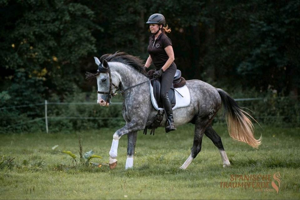 VERLASSPFERD/Schimmelwallach/Reitpferd/Pferd in Traventhal