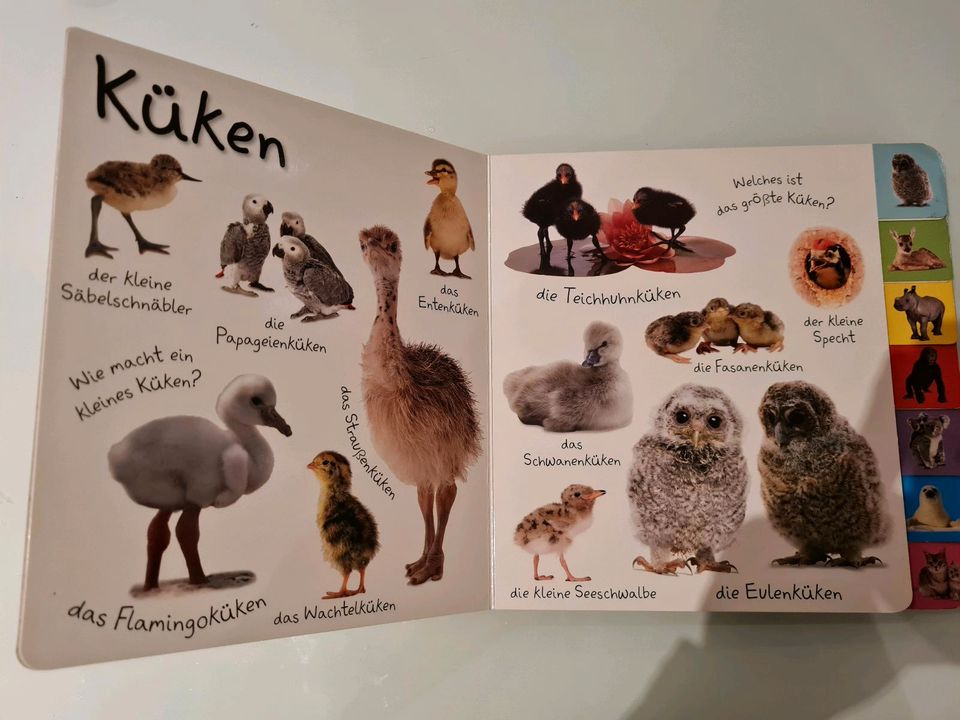 Buch Erstes Lernen Tierkinder in Hohenroda