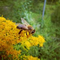 Suche Bienenstand / Stellplatz für Bienen Wuppertal - Vohwinkel Vorschau