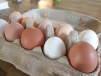 Bio-Eier von glücklichen Hühnern Bayern - Speichersdorf Vorschau