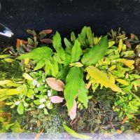 Anubias Giganta mit Blüte, Aquarium Pflanzen Bayern - Tittling Vorschau