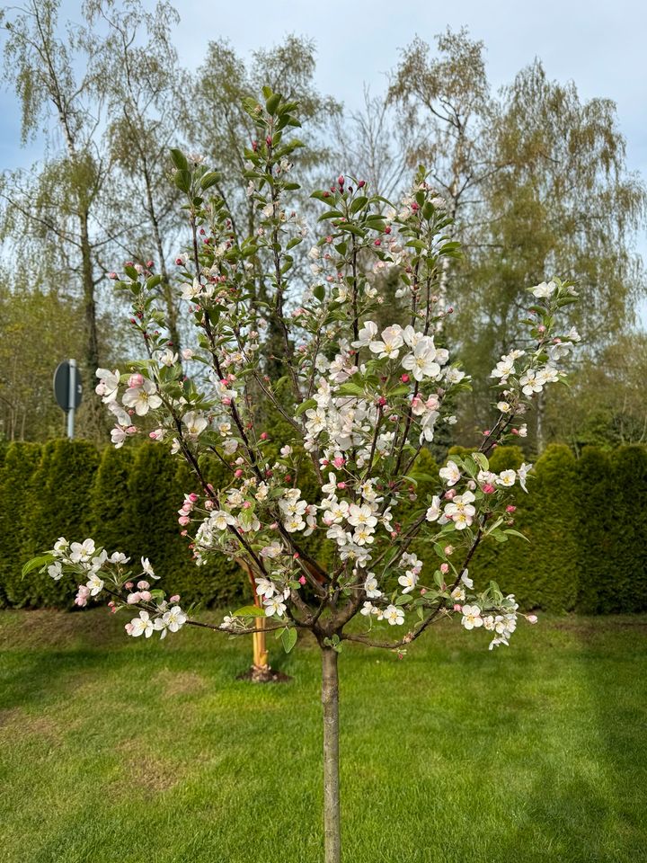 Zier Apfelbaum Malus Evereste ca 2 meter in Korntal-Münchingen