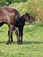 Huzule Absetzer Fohlen Pony Niedersachsen - Parsau Vorschau