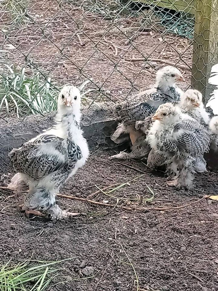 Brahma Hähne silberfarben gebändert in Südbrookmerland