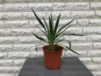 Yucca Gloriosa Gartenyucca Kerzen Palmlilie Winterhart Frostfest Nordrhein-Westfalen - Sendenhorst Vorschau