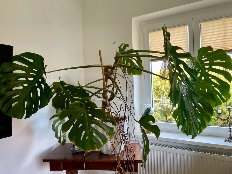 Monstera groß Fensterblatt Zimmerpflanze in Ottendorf-Okrilla