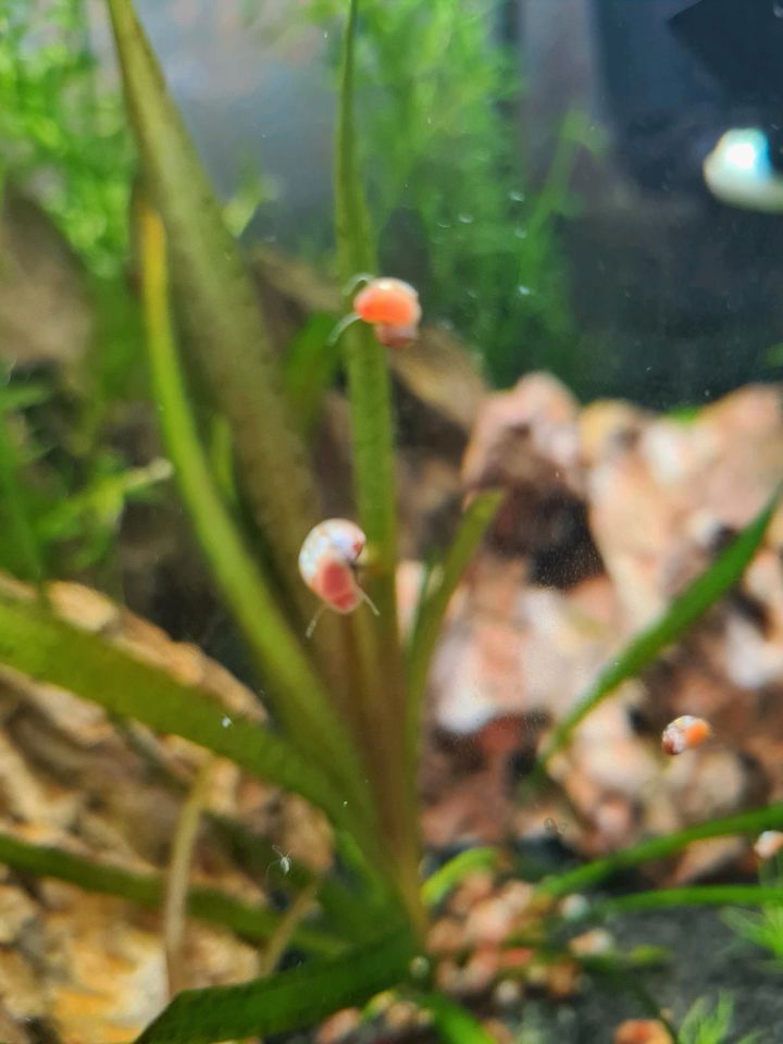 Rot/Orange Posthornschnecke, Planorbella duryi in Baesweiler