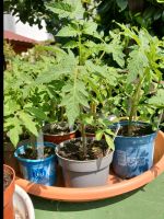 Große Tomatenpflanzen Bio, versch. Sorten Hessen - Biebergemünd Vorschau