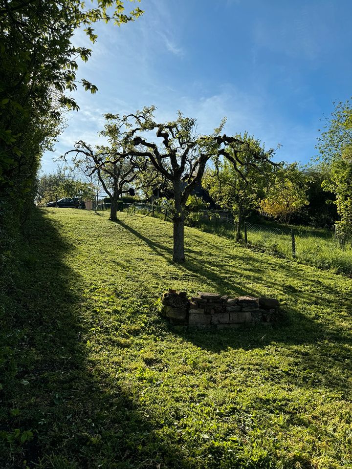 Gepflegte Obstwiese über Untertürkheim (Heidenwengert) in Stuttgart