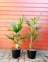 70cm Trachycarpus Fortunei chinesische Hanfpalme winterhart Nordrhein-Westfalen - Mönchengladbach Vorschau