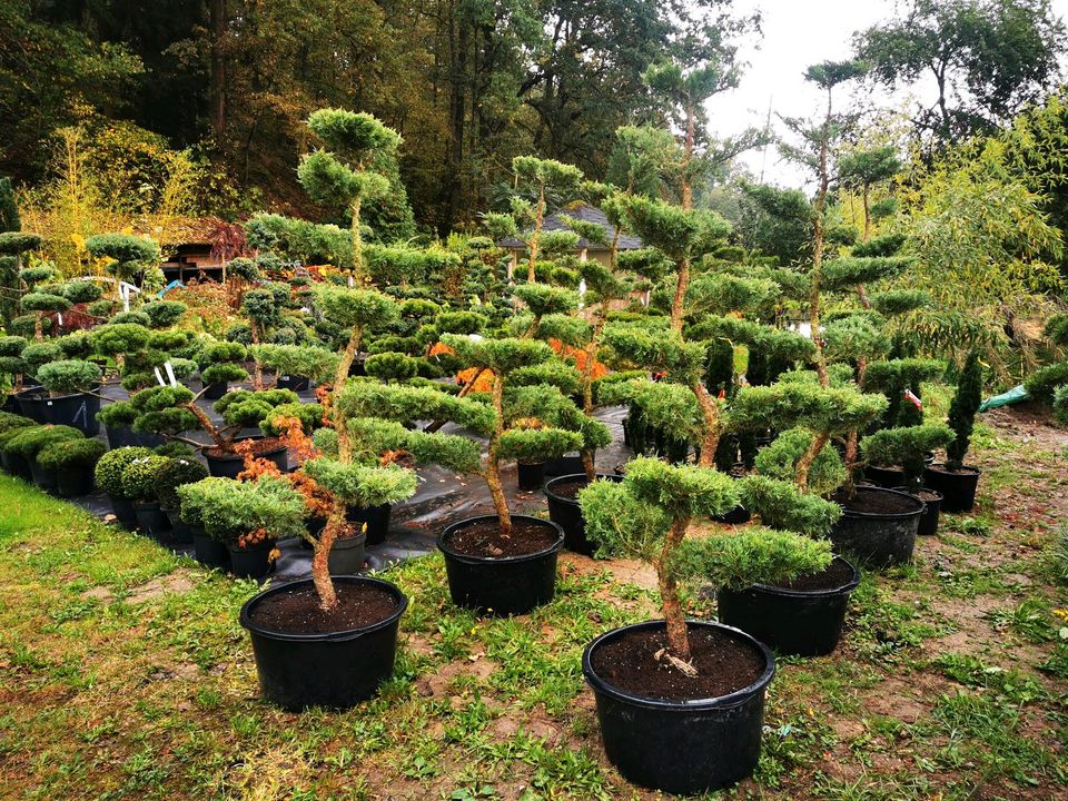 Gartenbonsai Formgehölze Formschnitt Japangarten Wacholder in Bogen Niederbay