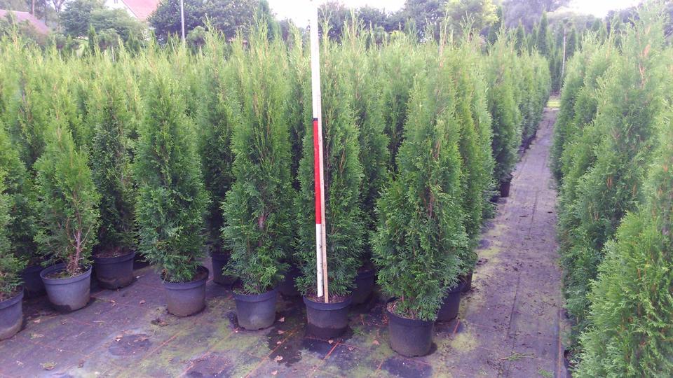 Thuja-Zentrum: Brabant 125-150 7,95 bis Smaragd 225-250 ab 49,00 in Leutkirch im Allgäu