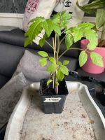 Gemüse Pflanzen Bio Garten Balkon Tomate Zucchini Gurke cherry Niedersachsen - Braunschweig Vorschau