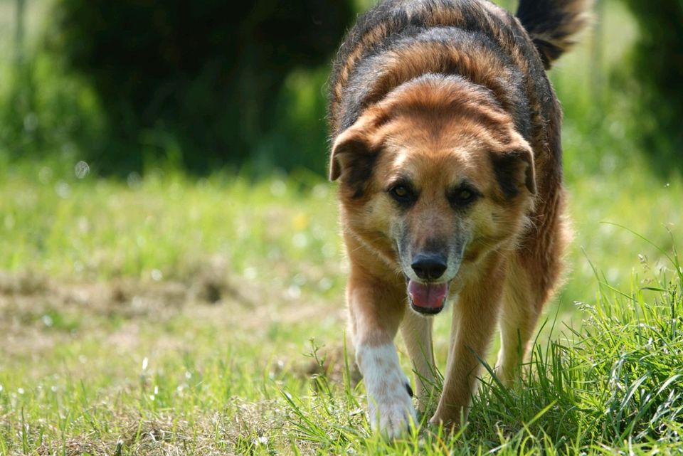 Tierschutzhund Nora sucht ein Zuhause in Winsen (Luhe)