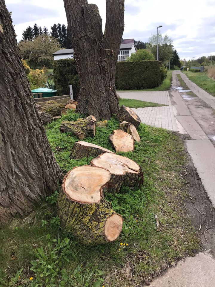 Holz Brennholz Baumaterial in Wolgast