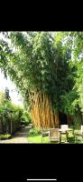 Bambus Phyllostachys vivax Aureochaulis Riesenbambus Rhizome Bayern - Burggen Vorschau