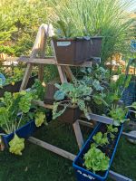 Hochbeet, Frühbeet, Gemüsebeet, Sichtschutz, zusammenklappbar Bayern - Aßling Vorschau