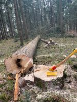 Durchforstung Energieholzernte Fällgreifer Baumfällung Wald Bayern - Kirchdorf a. Inn Vorschau