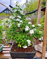 Bonsai Weißdorn Rheinland-Pfalz - Böhl-Iggelheim Vorschau