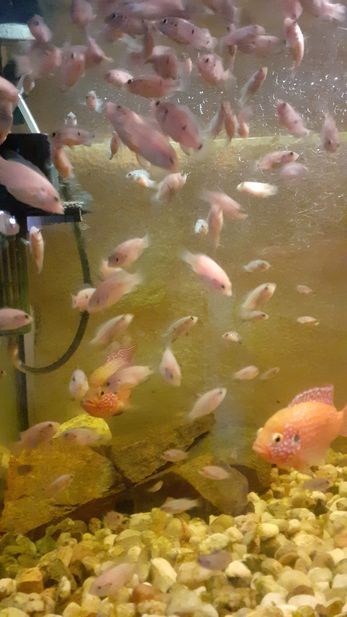 Fische, Rote Cichliden,  Hemichromis lifalili in Königshain-Wiederau