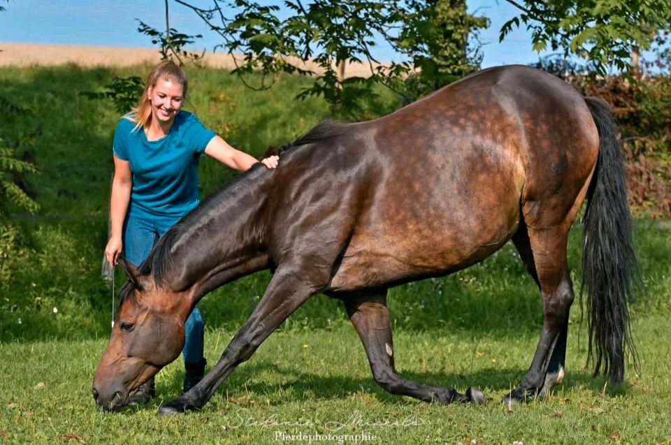 Natural Horsemanship Bodenarbeit Liberty in Gotha