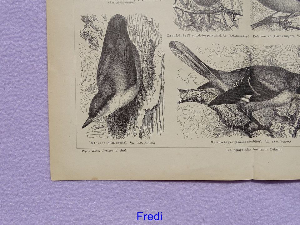 2 Drucke Sperlingsvögel aus Meyers Konversations Lexikon 1890 #3 in Münsing