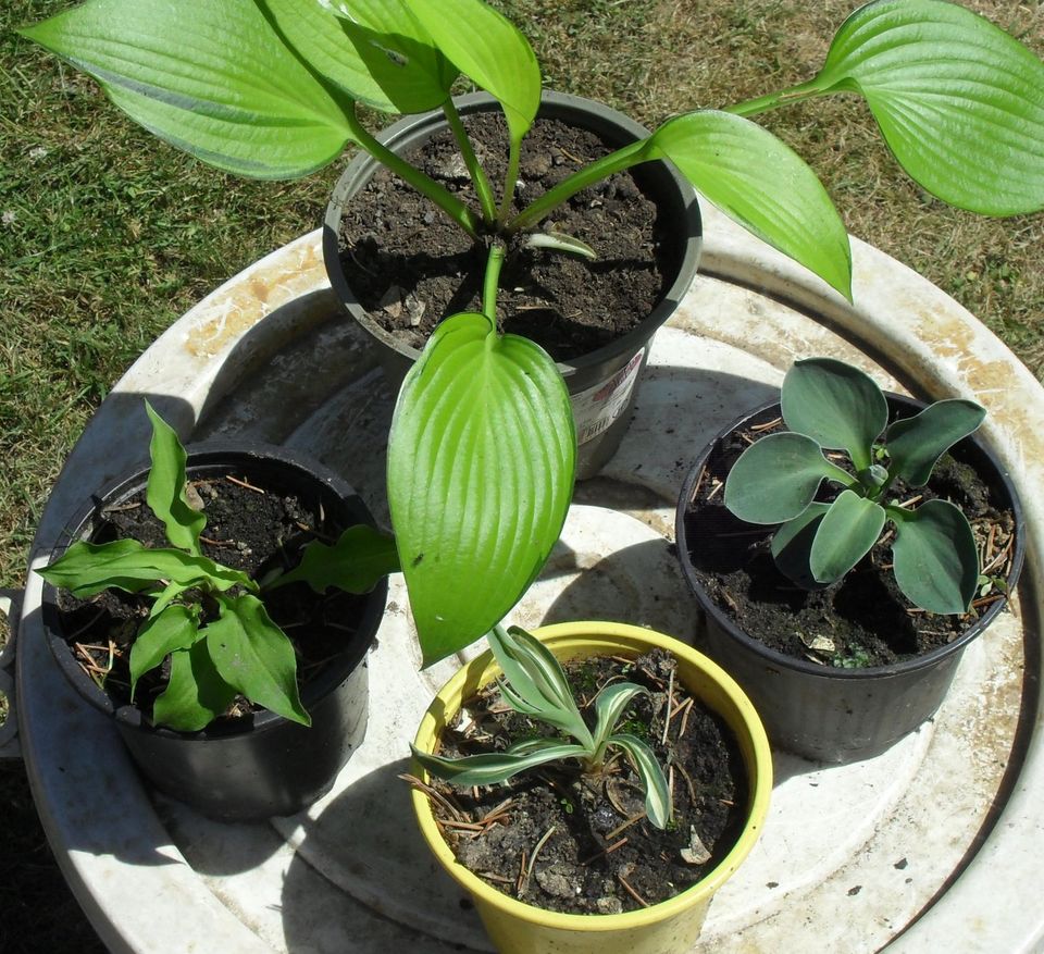 4 kleine hosta funkien   siehe scan in Weißenbrunn Kreis Kronach