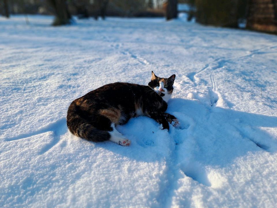 Bunte Katze in 16833 Lobeofsund vermisst/entlaufen in Fehrbellin