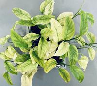 Monstera Laniata Variegata MINT - COLLECTION 1 Köln - Zollstock Vorschau