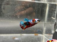 Kampffisch (Betta splendens) Hmpk yellow base multicolor Hessen - Kaufungen Vorschau