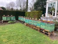 Bienenvölker Carnica auf DNM-Waben Nordrhein-Westfalen - Kempen Vorschau