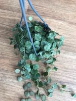 Hoya curtisii - Ampelpflanze Thüringen - Sömmerda Vorschau