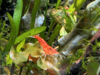 Zwerggarnele Neocaridina (rot, transparent) München - Ramersdorf-Perlach Vorschau